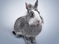 FB赛事直播-当欧冠的聚光灯照向亚洲，三笘薰，一个名字如何成为战术的惊叹号